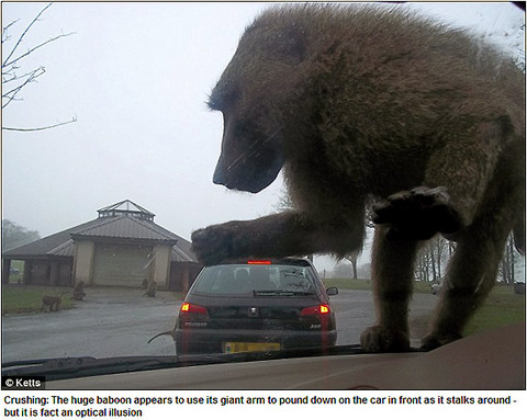 20110328 baboon king kong.jpg